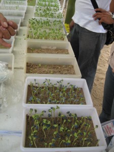 soy seedlings